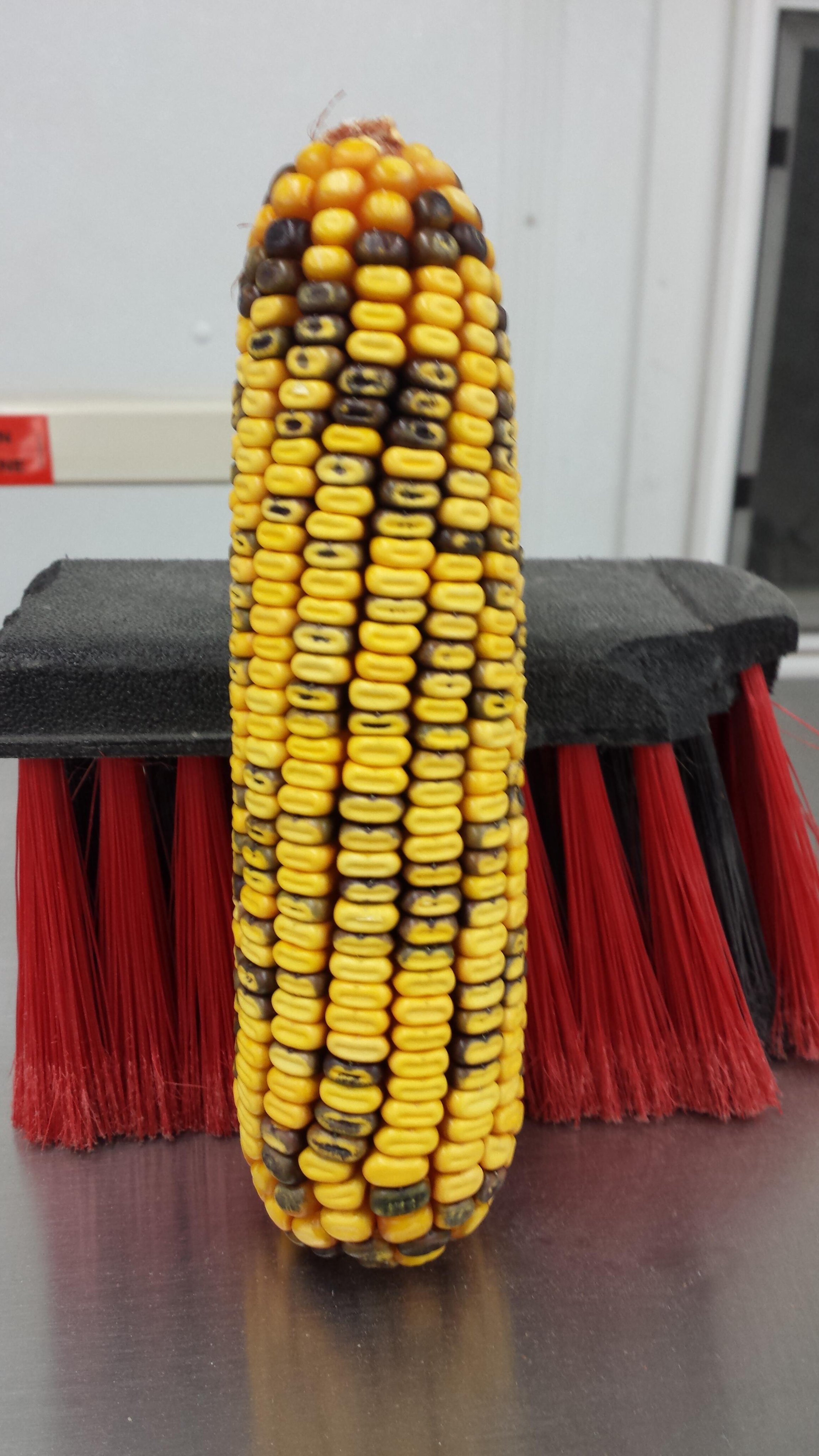 Squirrel Girl's Sexy Adventures